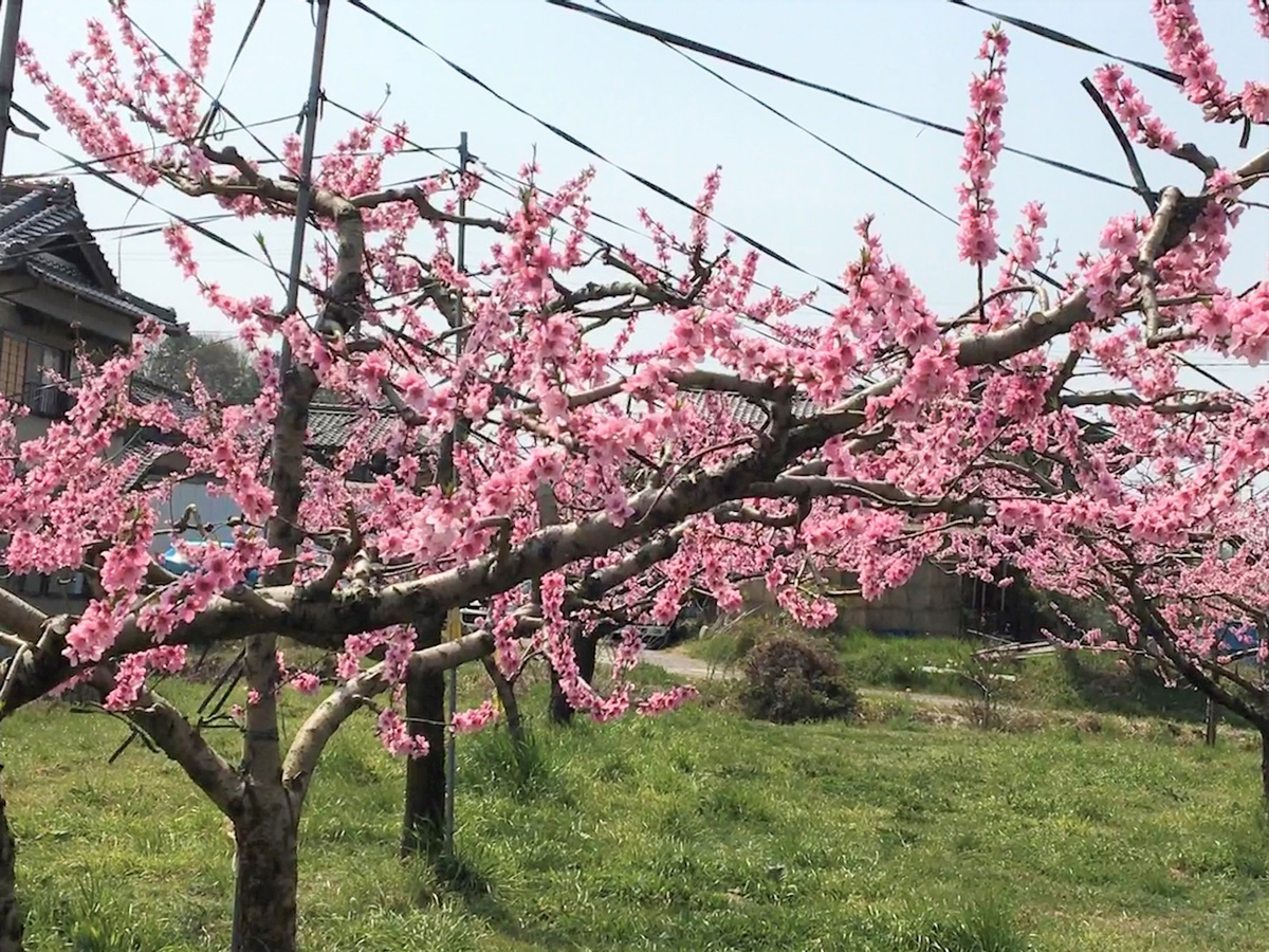 観桃会