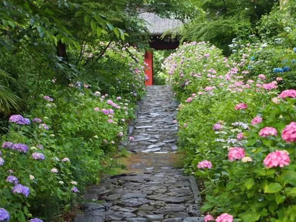 本光寺紫阳花节