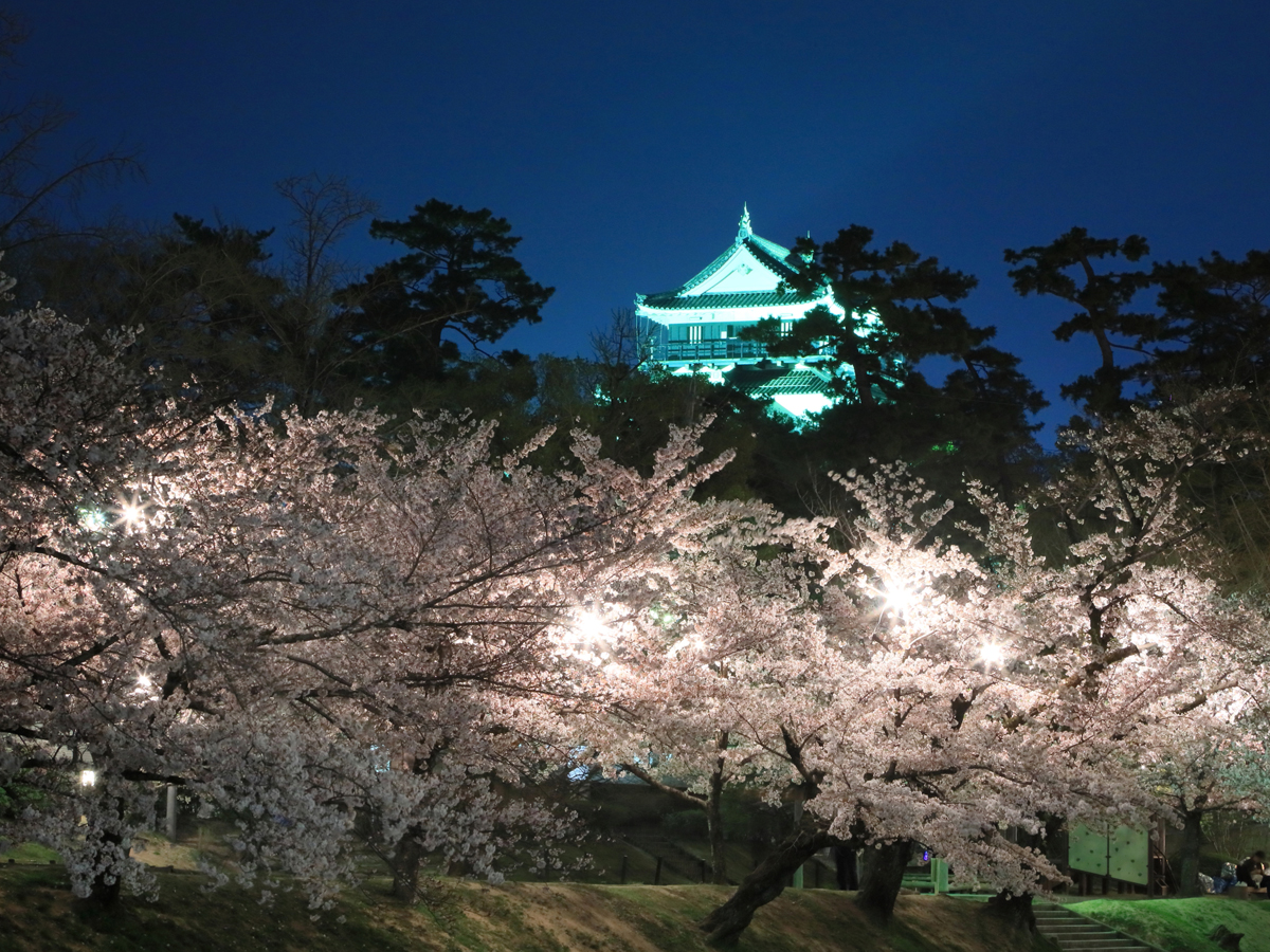 岡崎の桜まつり