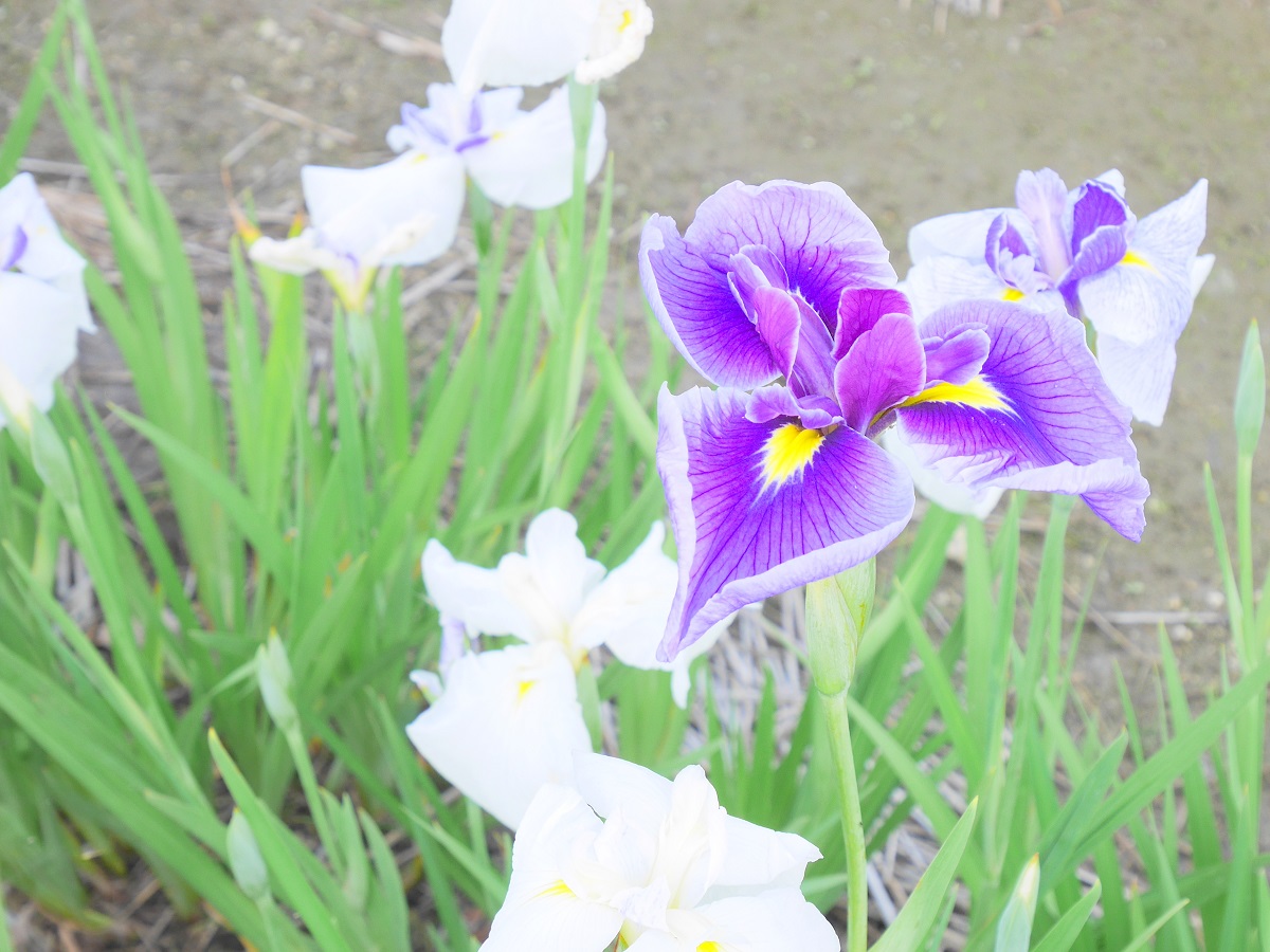 碧南市　花しょうぶまつり