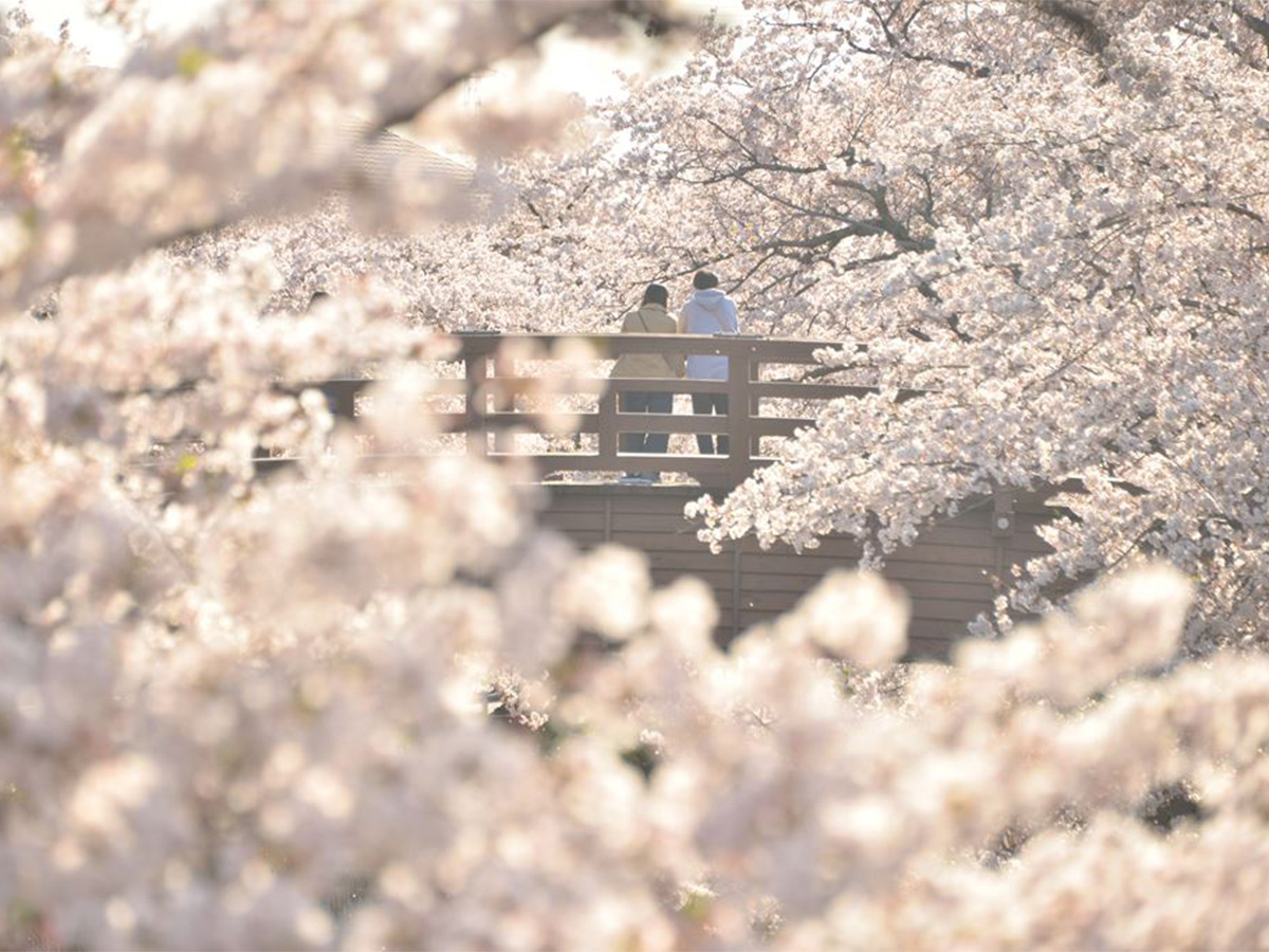 大口町 桜まつり及び桜ライトアップ