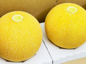 ストロベリーパークみふね ころたんメロン狩り