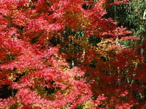 桃太郎公園もみじ