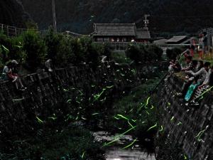 鳥川ホタルまつり