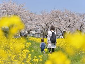 大口町 桜まつり及び桜ライトアップ