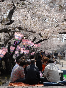 西尾六万石桜まつり