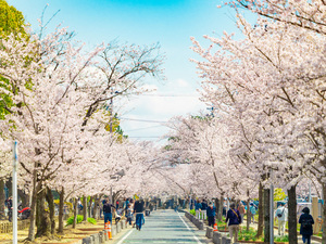 とよかわ桜まつり