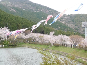滝頭桜まつり
