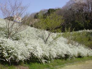 桜ゆきやなぎ祭