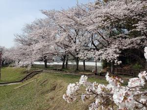第5回 豊明市桜フォトコンテスト