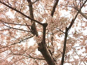 山崎川の桜