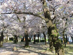 鶴舞公園 桜まつり