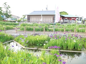 萬葉公園高松分園　花しょうぶ祭