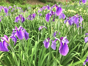 賀茂しょうぶ園　花しょうぶまつり