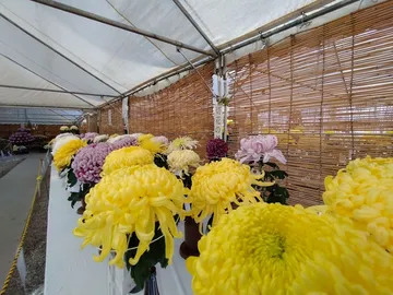 日進市菊花大会