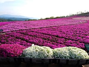 茶臼山高原芝桜まつり
