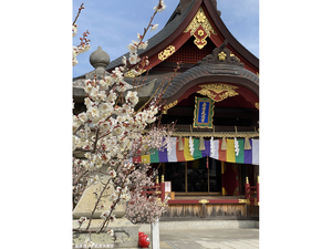 岩津天満宮　梅まつり