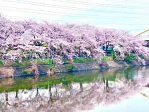 荒子川公園　さくらまつり
