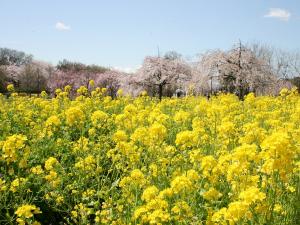 フラワーパーク江南　さくら祭り