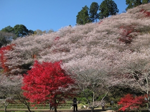 小原四季桜まつり（愛知の紅葉）