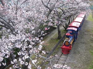 明石公園桜まつり