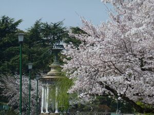 鶴舞公園 桜まつり