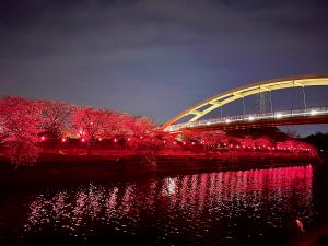 荒子川公園　さくらまつり