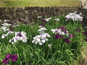 赤塚山公園　花しょうぶまつり