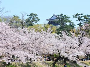 岡崎の桜まつり