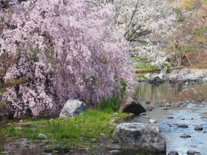 白鳥庭園　観桜会