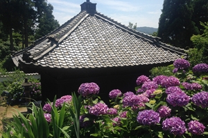 本光寺紫陽花まつり