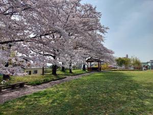 第5回 豊明市桜フォトコンテスト