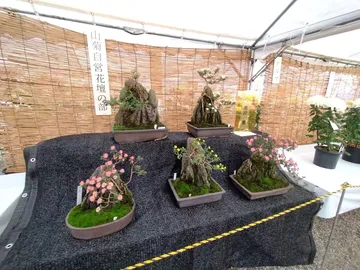 日進市菊花大会