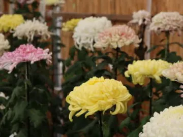 日進市菊花大会
