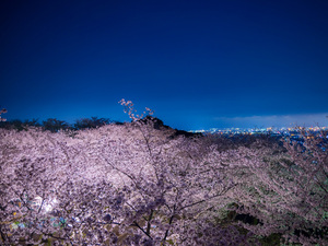 豊川市桜まつり