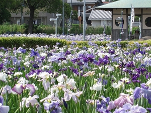 碧南市　花しょうぶまつり