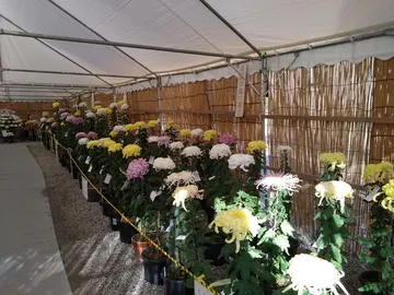 日進市菊花大会