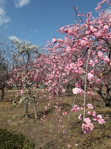 平芝公園梅まつり