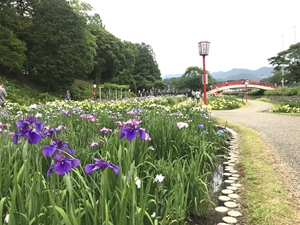 賀茂しょうぶ園　花しょうぶまつり
