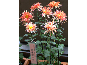 変わり菊まつり_03
