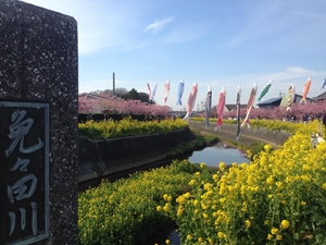 免々田川 菜の花・桜まつり