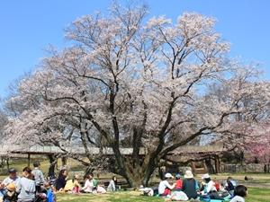 138タワーパーク　さくら祭り