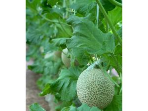 日研農園 マスクメロン狩り