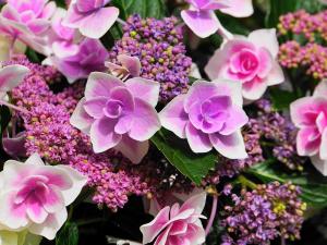 紫陽花茶会
