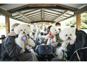 わんわんクルーズ