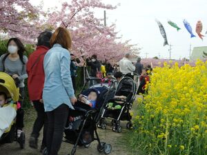 免々田川 菜の花・桜まつり