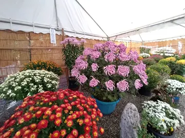 日進市菊花大会