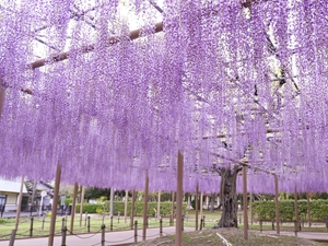 尾張津島藤まつり（天王川公園）