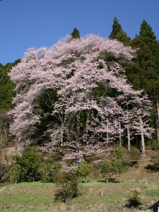 神田のエドヒガンザクラ