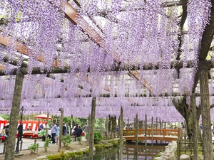 尾張津島藤まつり（天王川公園）